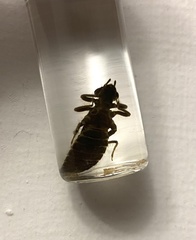 Dromogomphus