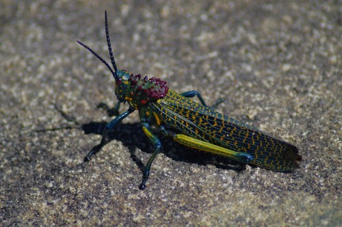 Rainbow Milkweed Locust