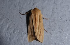 Ichneutica sulcana