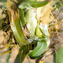 Dichocrocis