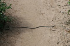 Dromicodryas bernieri