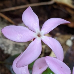 Voyria rosea