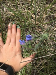 Mertensia oblongifolia