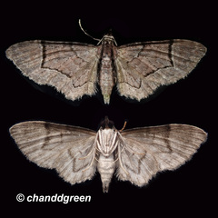 Glaucoclystis acygonia