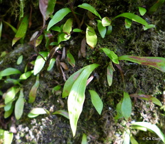 Loxogramme dictyopteris