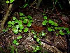 Brachyglottis sciadophila
