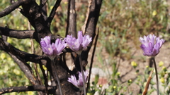 Dipterostemon capitatus capitatus