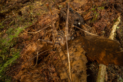 Pachyrhamma acanthocerum