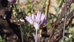 Dipterostemon capitatus capitatus