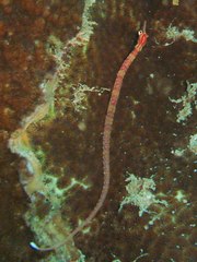 Corythoichthys nigripectus