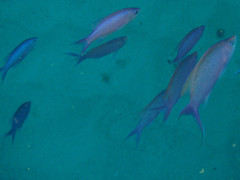 Mirolabrichthys pascalus