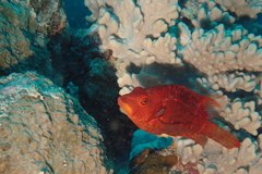 Pteragogus enneacanthus