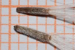 Brickellia paniculata