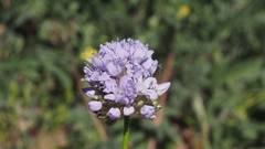 Gilia capitata abrotanifolia