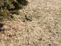 Turdus migratorius