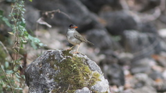 Catharus mexicanus