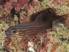 Cheilodipterus artus