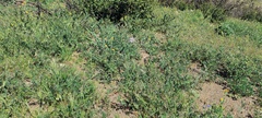 Gilia capitata abrotanifolia