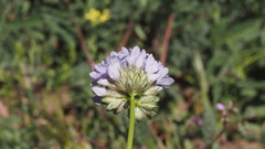 Gilia capitata abrotanifolia