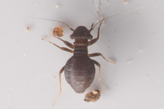 Pachytroctidae