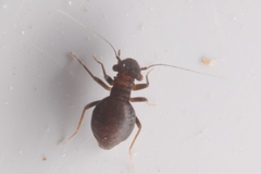 Pachytroctidae