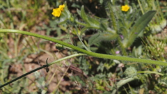 Gilia capitata abrotanifolia