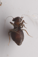 Pachytroctidae