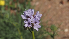 Gilia capitata abrotanifolia