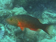 Oxycheilinus celebicus