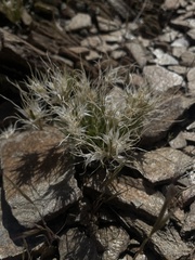Dasyochloa