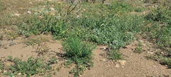 Gilia capitata abrotanifolia