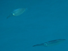 Sepioteuthis lessoniana