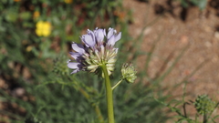 Gilia capitata abrotanifolia