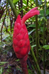Costus erythrothyrsus