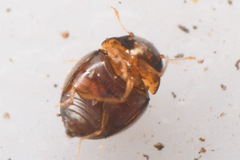 Clambidae