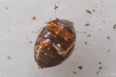Clambidae