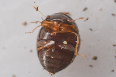 Clambidae