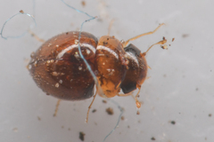 Clambidae