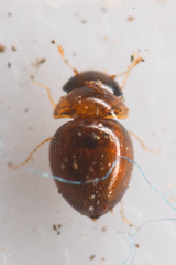 Clambidae