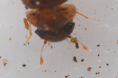Clambidae