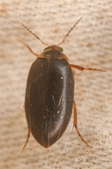 Euscaphurus