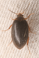 Euscaphurus