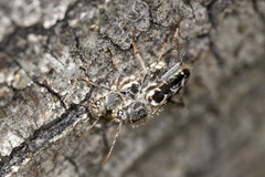 Neoclytus conjunctus