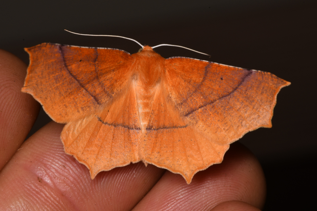 Tetracis australis