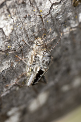 Neoclytus conjunctus