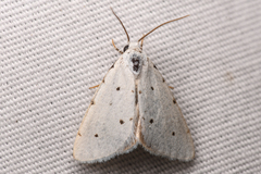 Grotellaforma lactea