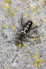 Neoclytus conjunctus