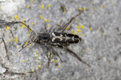 Neoclytus conjunctus