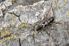 Neoclytus conjunctus