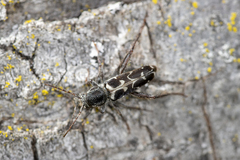 Neoclytus conjunctus